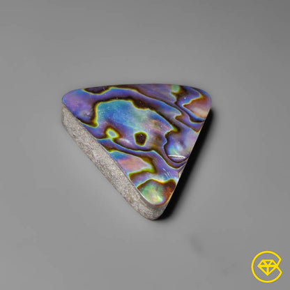 Abalone Shell