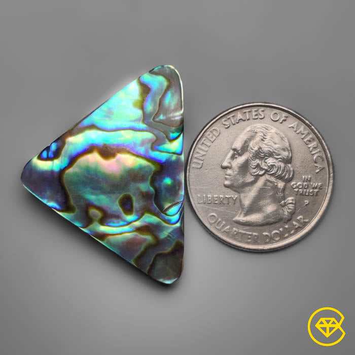 Abalone Shell