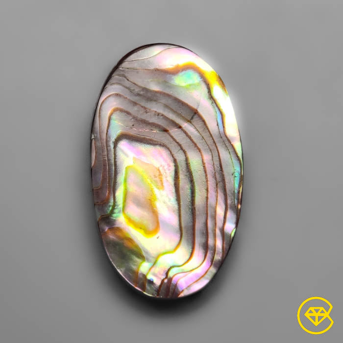 Abalone Shell