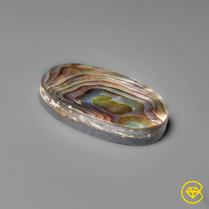 Abalone Shell