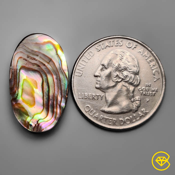 Abalone Shell