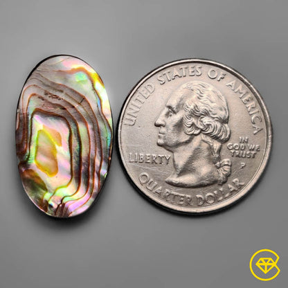 Abalone Shell