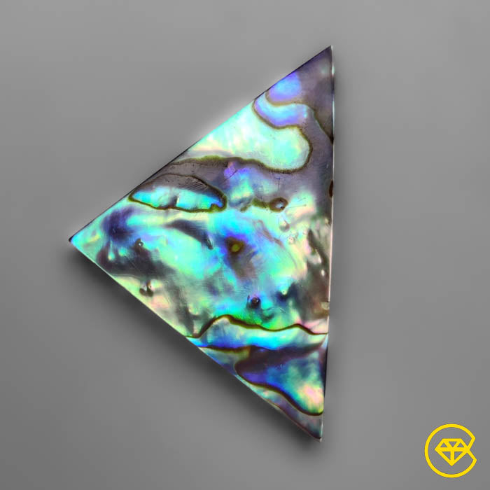Abalone Shell