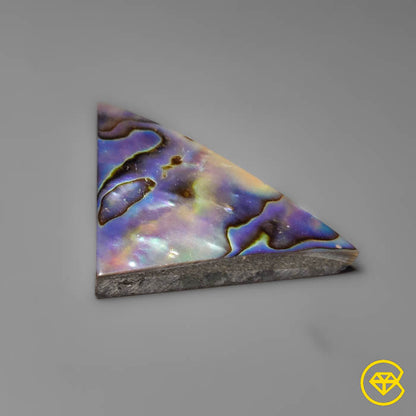 Abalone Shell