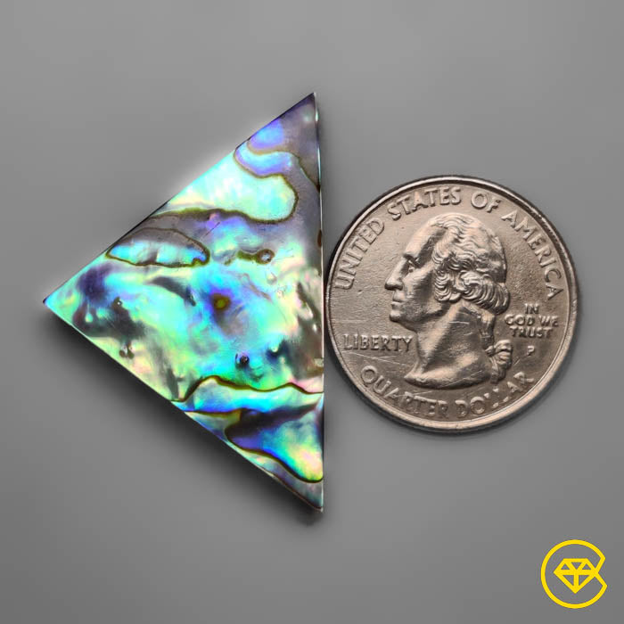 Abalone Shell