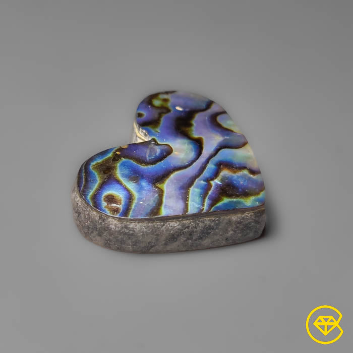 Abalone Shell