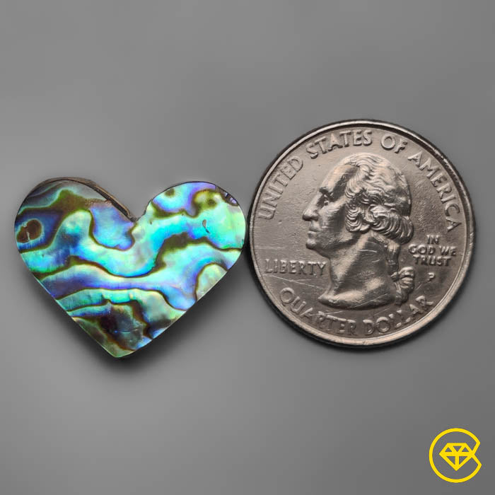 Abalone Shell