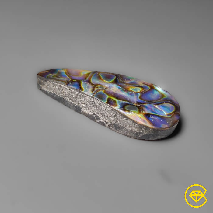 Abalone Shell
