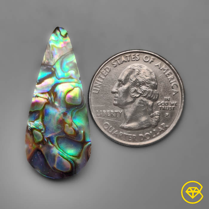 Abalone Shell