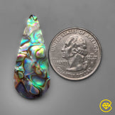 Abalone Shell