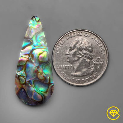 Abalone Shell