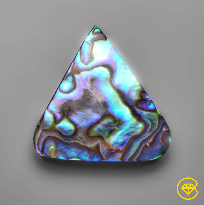 Abalone Shell