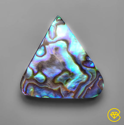 Abalone Shell