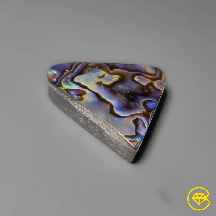 Abalone Shell