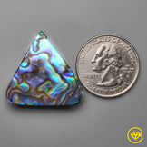 Abalone Shell