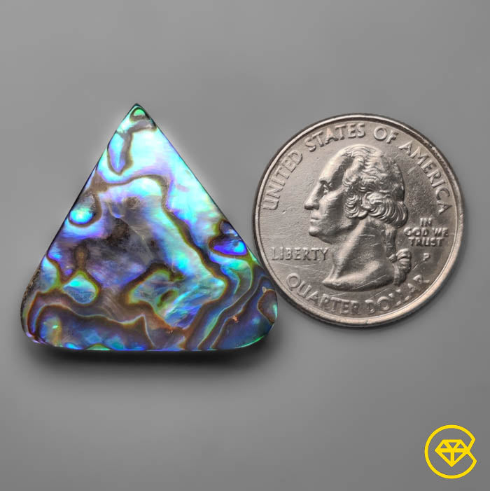 Abalone Shell