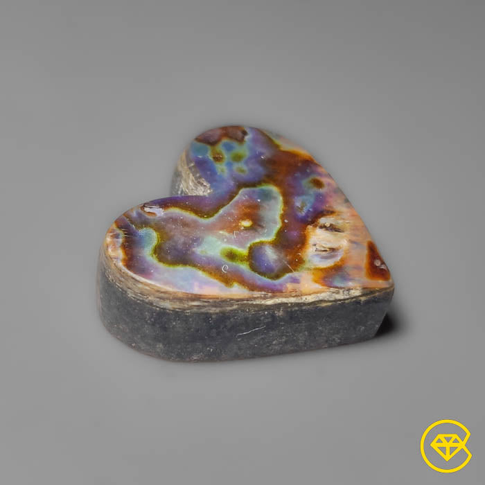 Abalone Shell