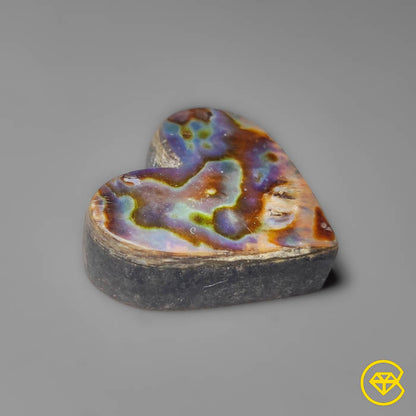 Abalone Shell