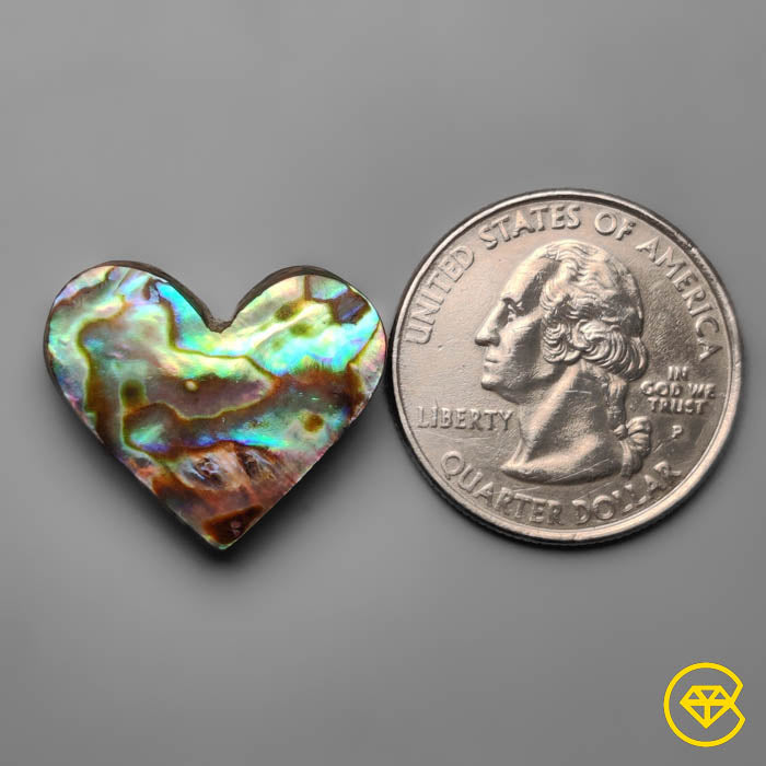 Abalone Shell