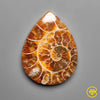 Ammonite