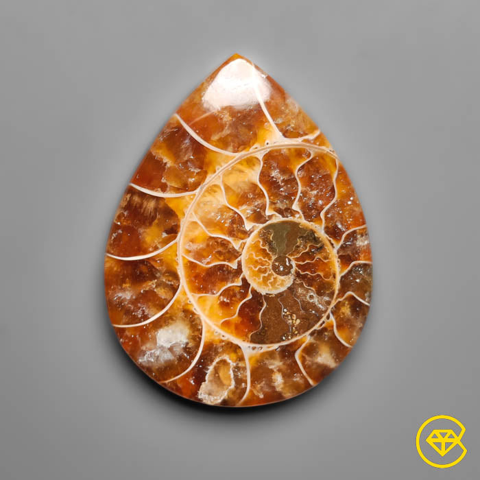 Ammonite