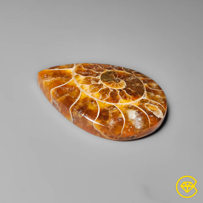 Ammonite
