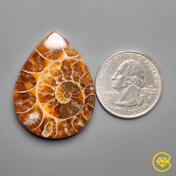 Ammonite