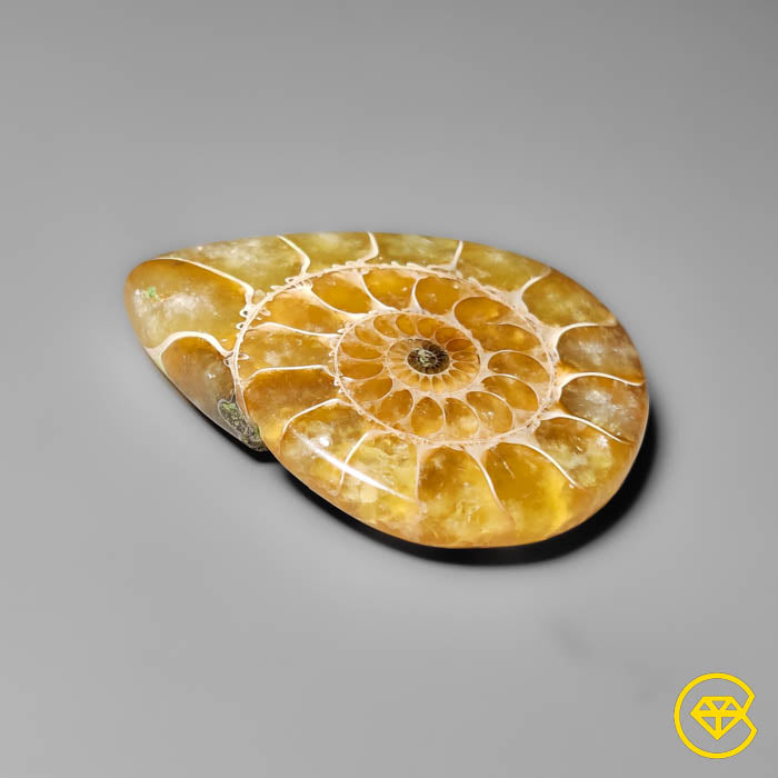 Ammonite