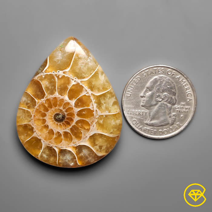Ammonite