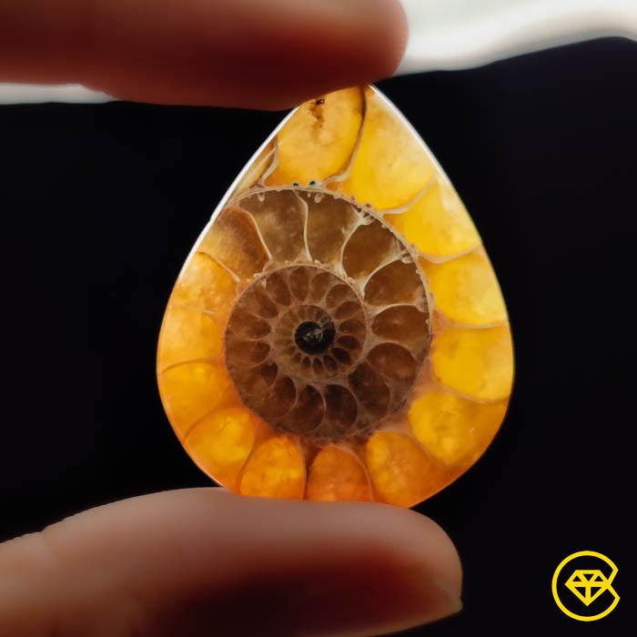 Ammonite