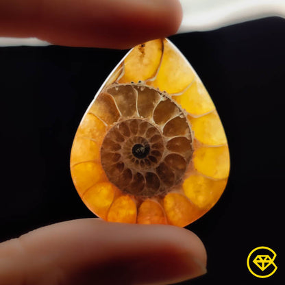 Ammonite