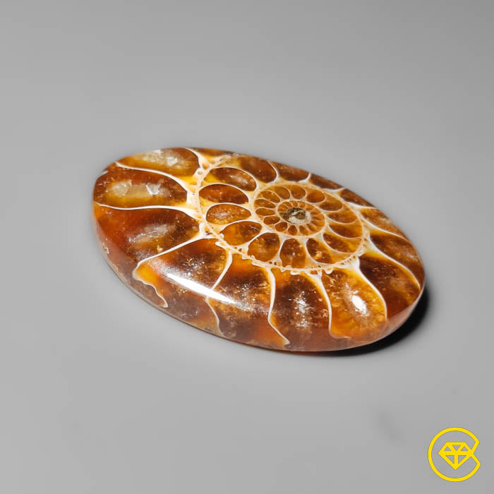 Ammonite