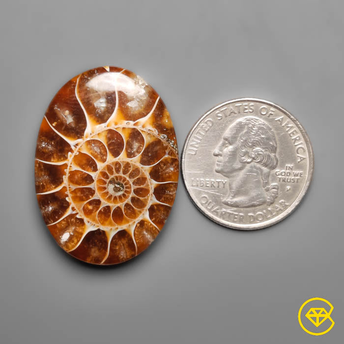 Ammonite