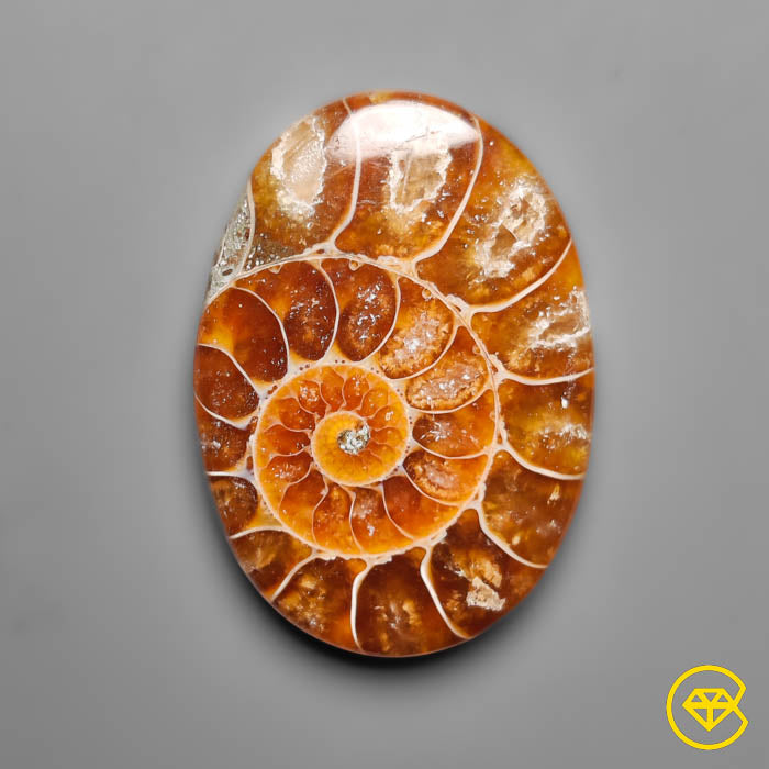 Ammonite