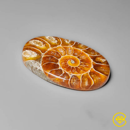 Ammonite