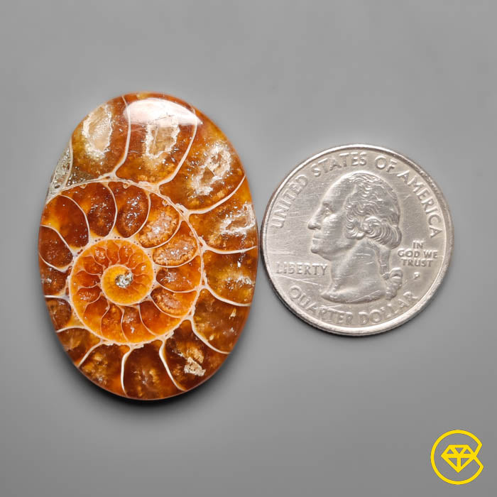 Ammonite
