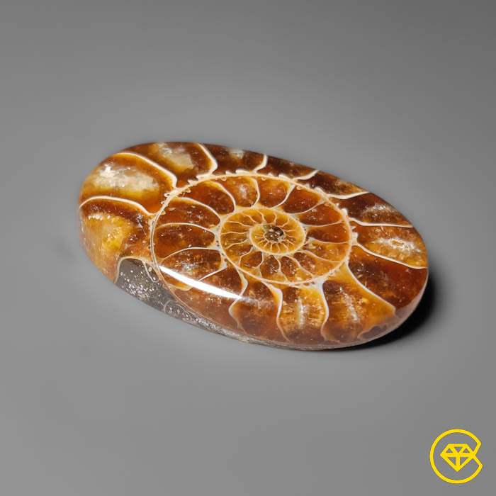 Ammonite