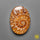 Ammonite