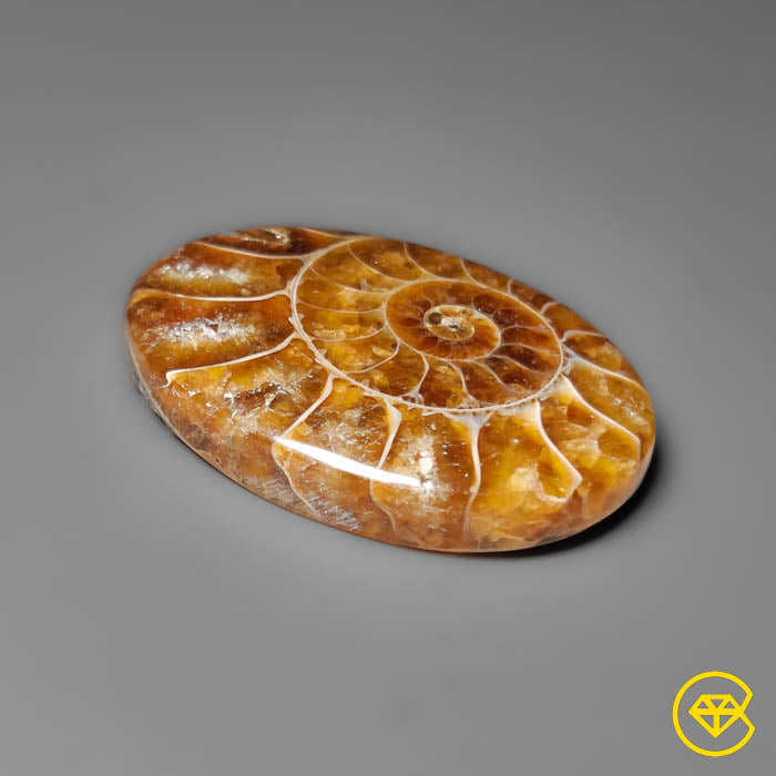 Ammonite