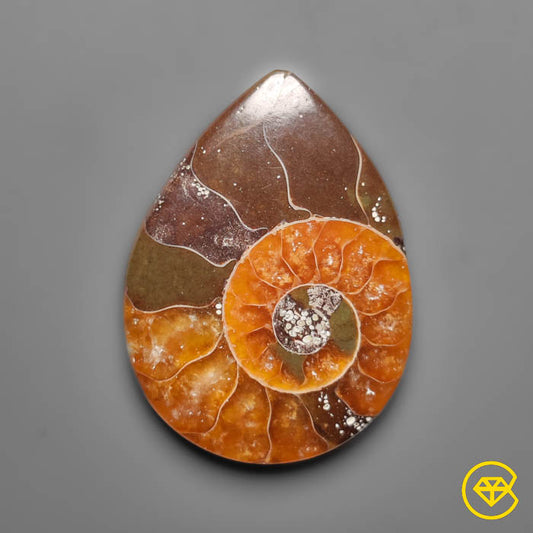 Ammonite