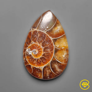 13 Carat Ammonite Cabochon 26X17X4 mm From Canada