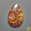 Ammonite