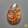 Ammonite