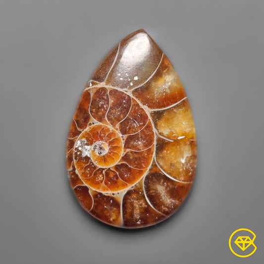 Ammonite