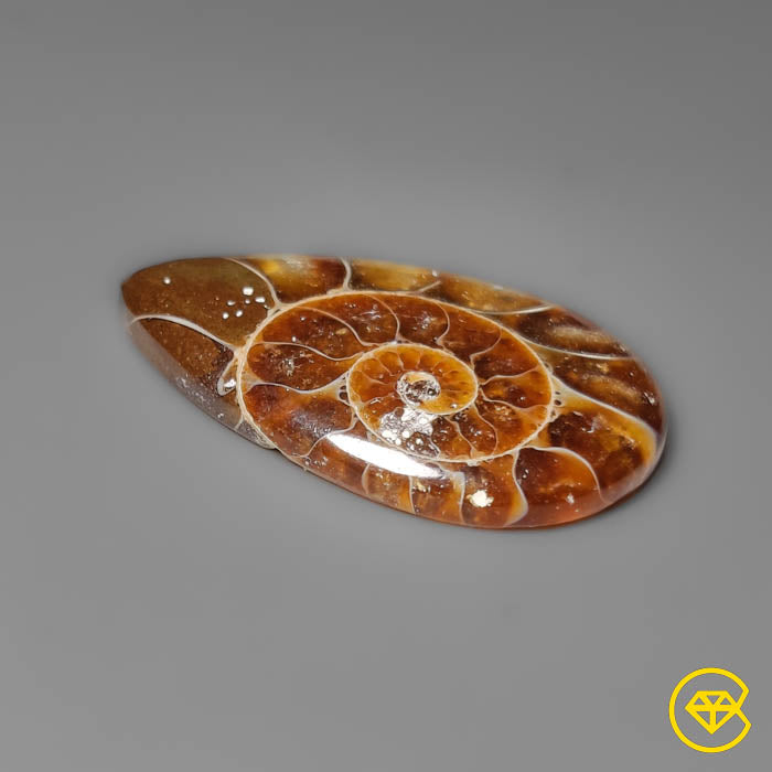 Ammonite