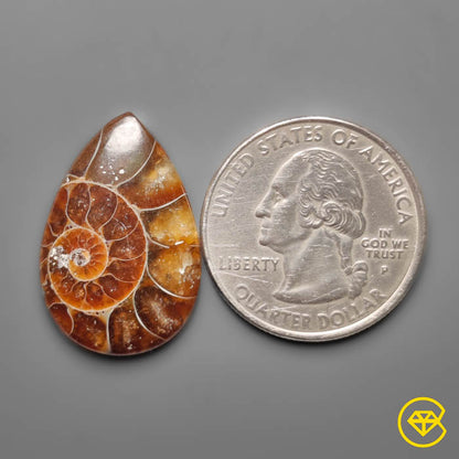 Ammonite