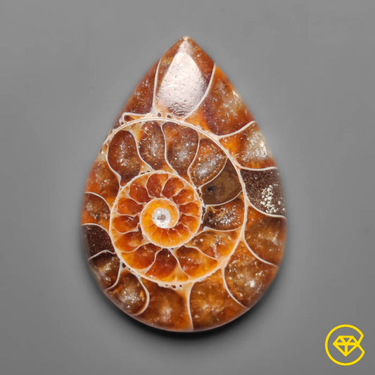 Ammonite