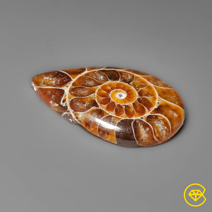 Ammonite