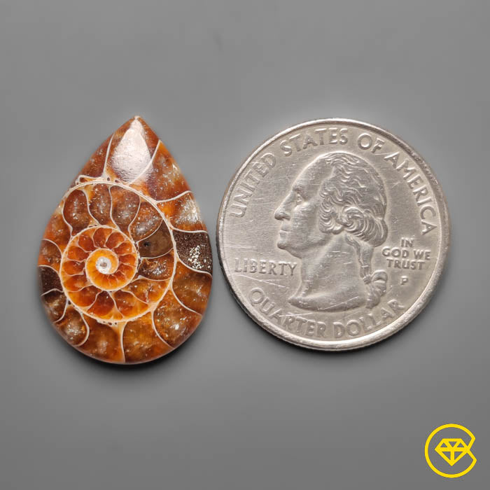 Ammonite
