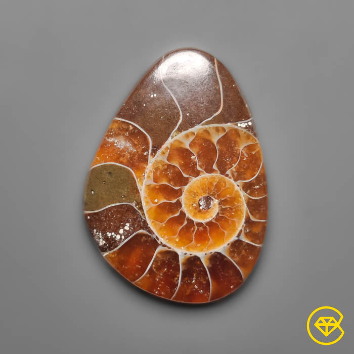 Ammonite